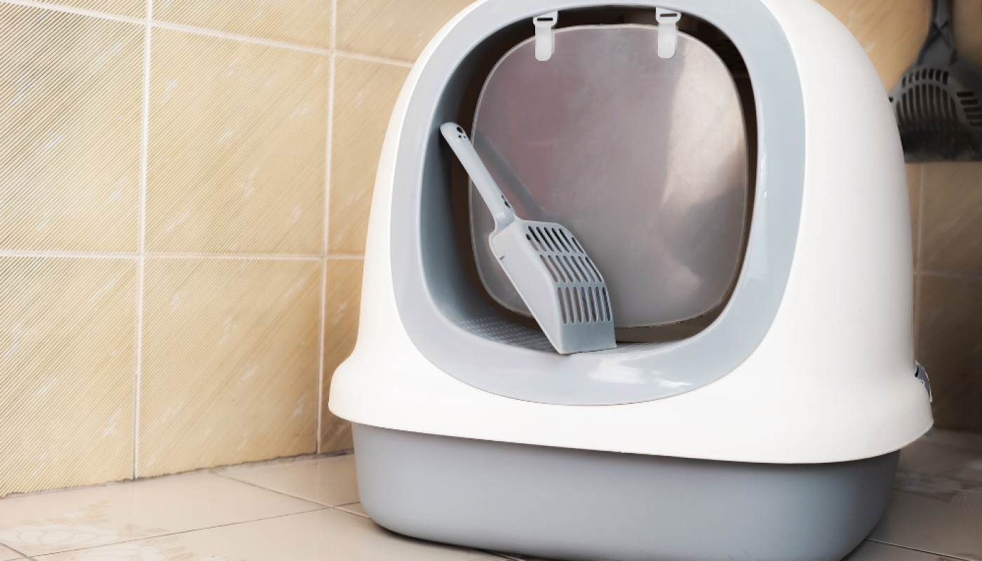 Chat - Maisons de toilette pour chat : comment choisir le modèle idéal ?