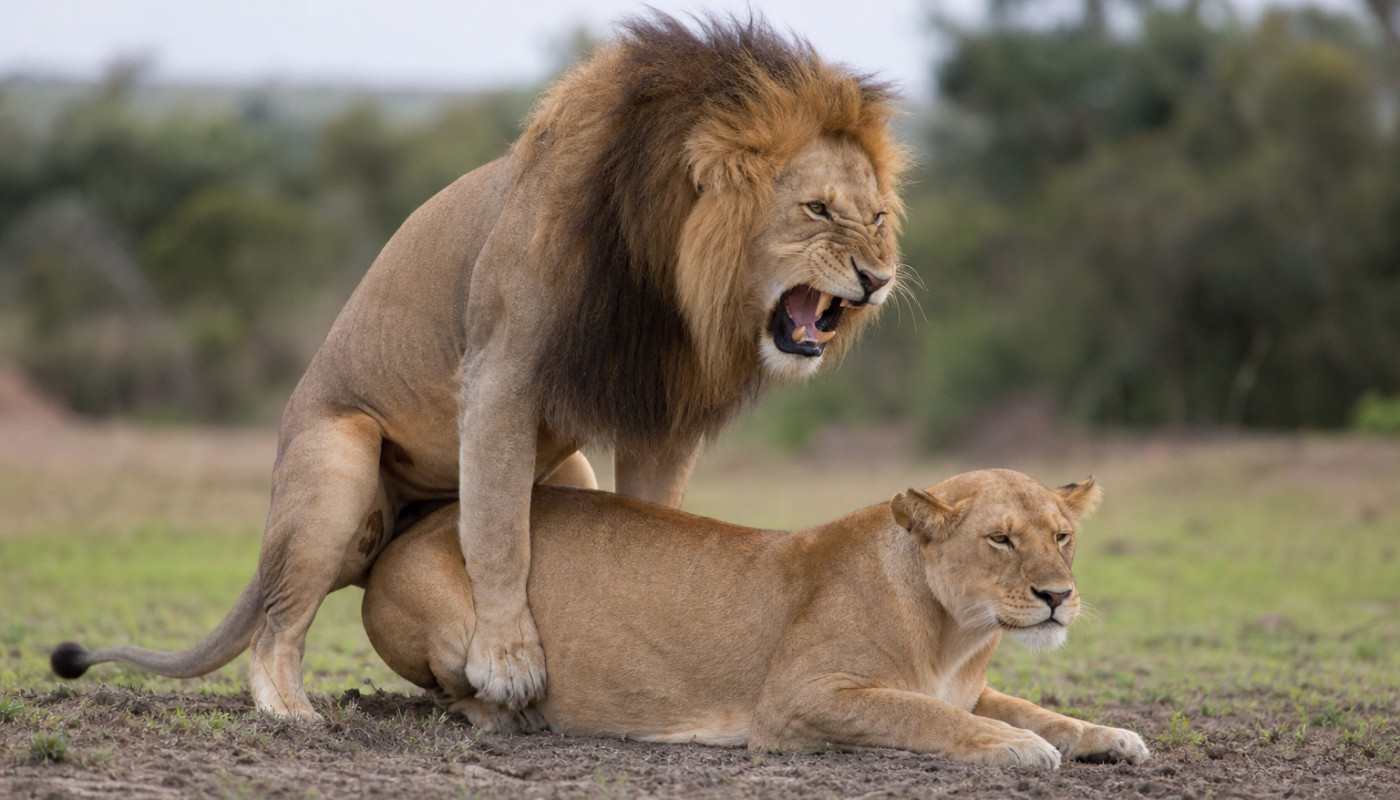 Comment les animaux se reproduisent-ils ?